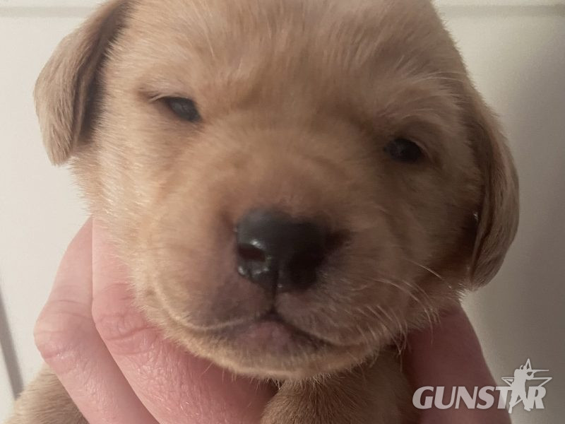Well breed Labrador puppies