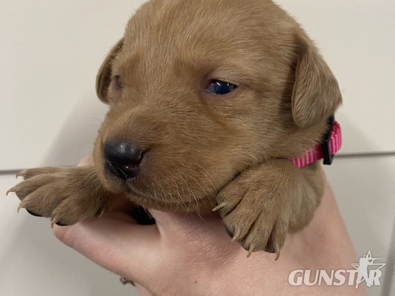 {CATEGORY} - Well breed Labrador puppies in 