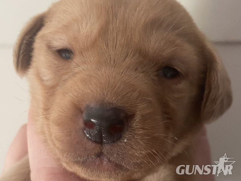  Well breed Labrador puppies
