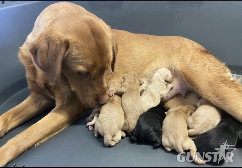 Well breed Labrador puppies in 
