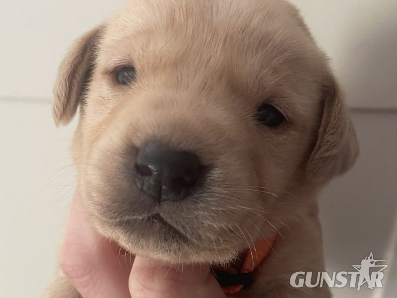 Well breed Labrador puppies 