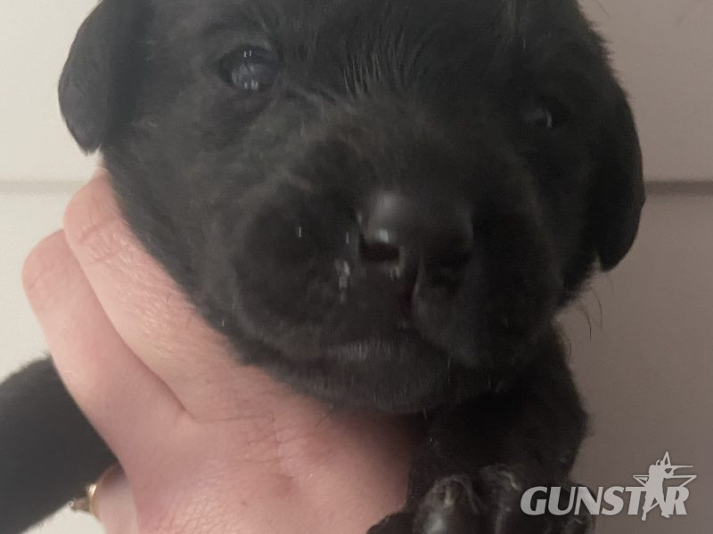 Well breed Labrador puppies - {CATEGORY}