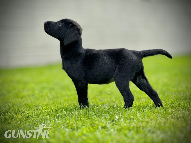 Labrador Pups Available Now