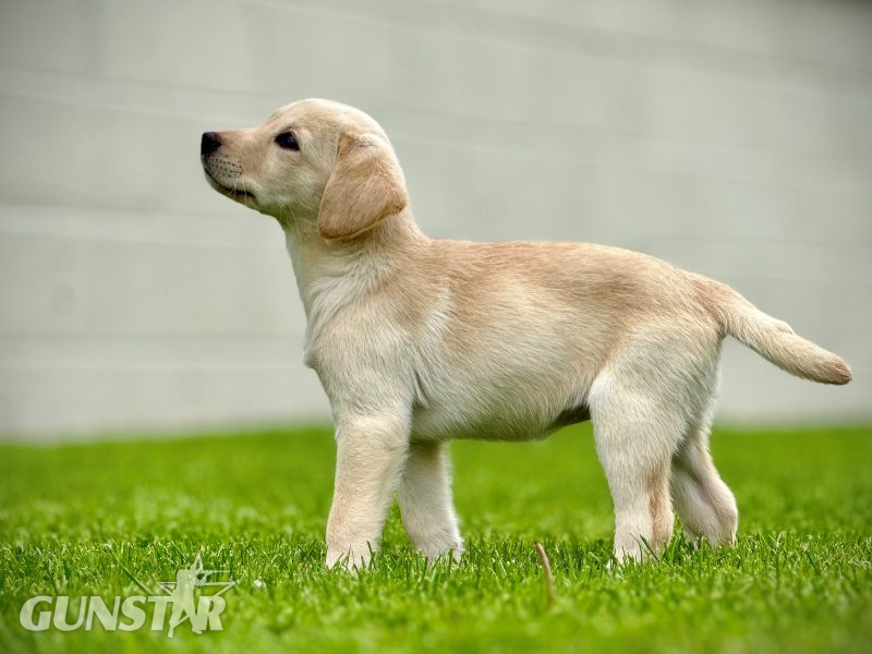 Labrador Pups Available Now in 