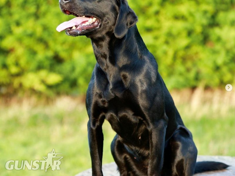  Labrador Pups Available Now