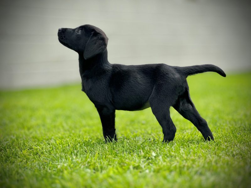 Labrador Pups Available Now