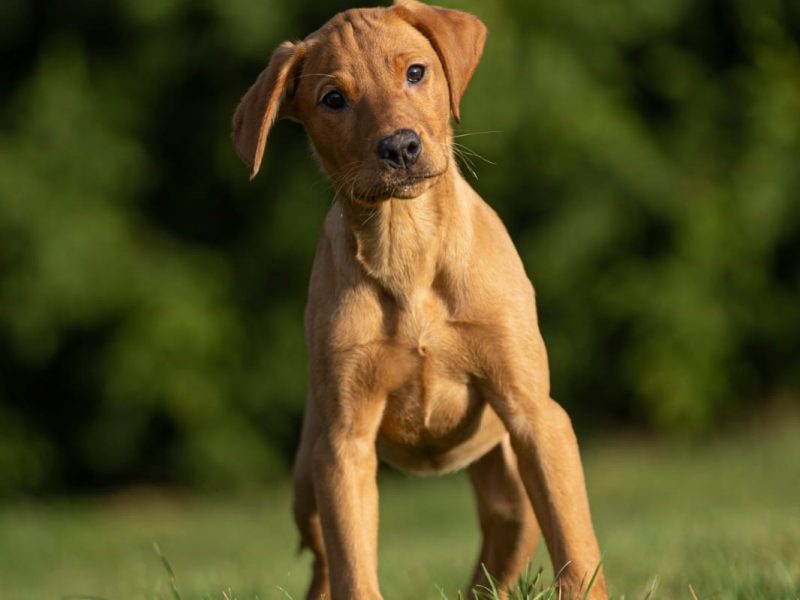 Labrador Pups Available Now - {CATEGORY} in 
