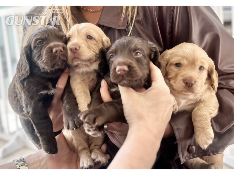 Pedigree Working Cocker Pups in 