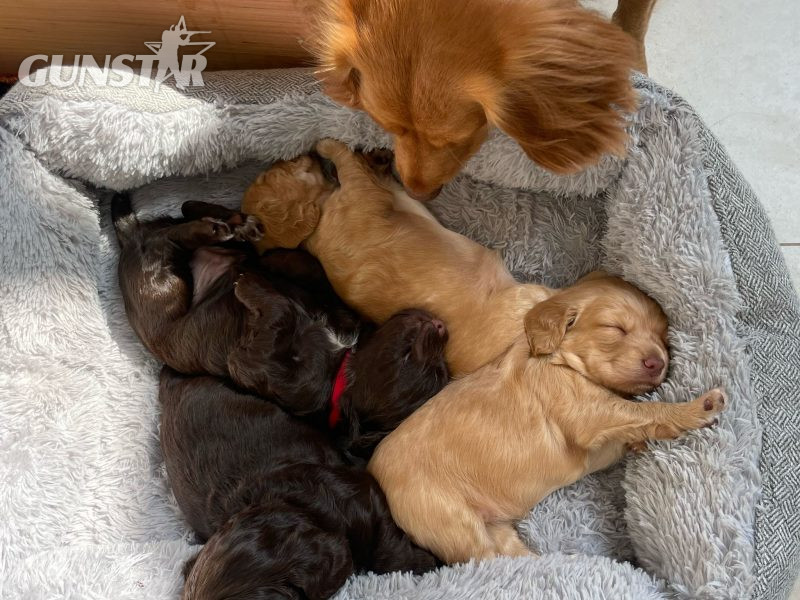 Pedigree Working Cocker Pups 