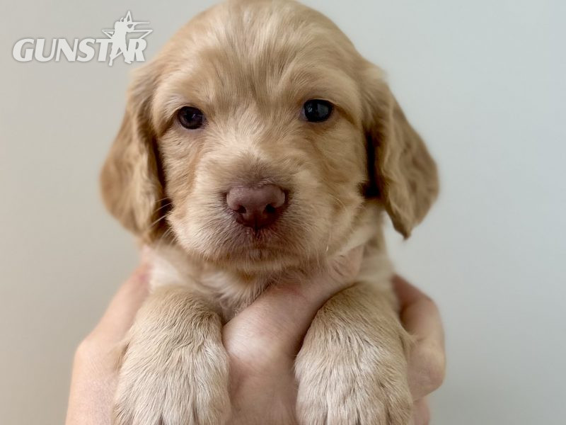 Pedigree Working Cocker Pups - {CATEGORY}