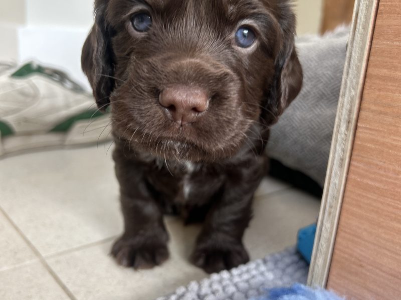  Pedigree Working Cocker Pups