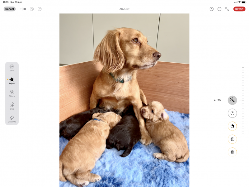 Pedigree Working Cocker Pups - {CATEGORY} in 