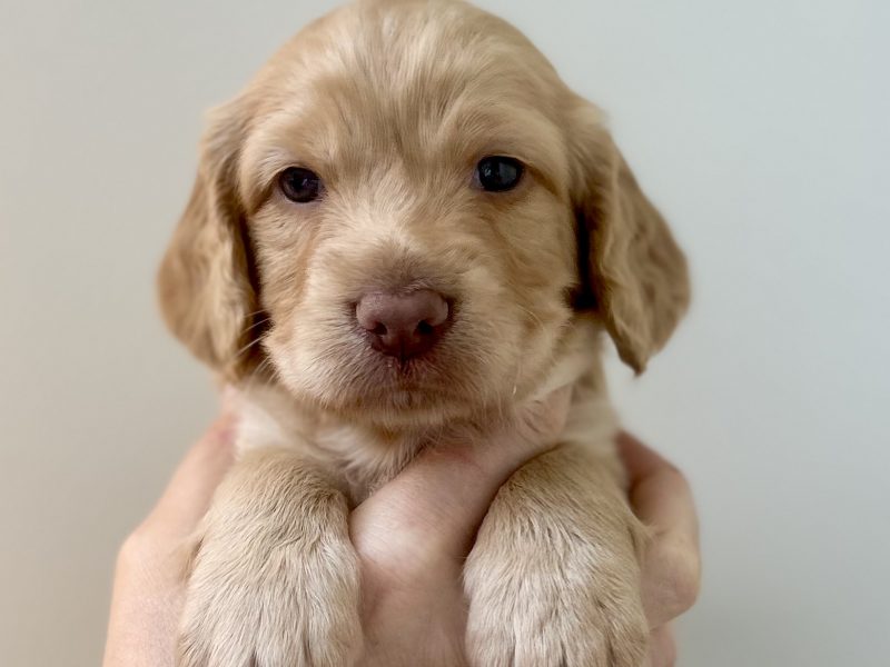 Pedigree Working Cocker Pups - {CATEGORY}