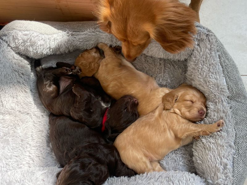 Pedigree Working Cocker Pups 