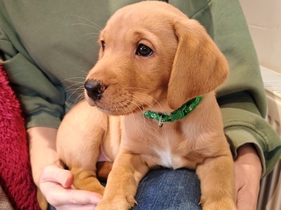 FTCH Puppies