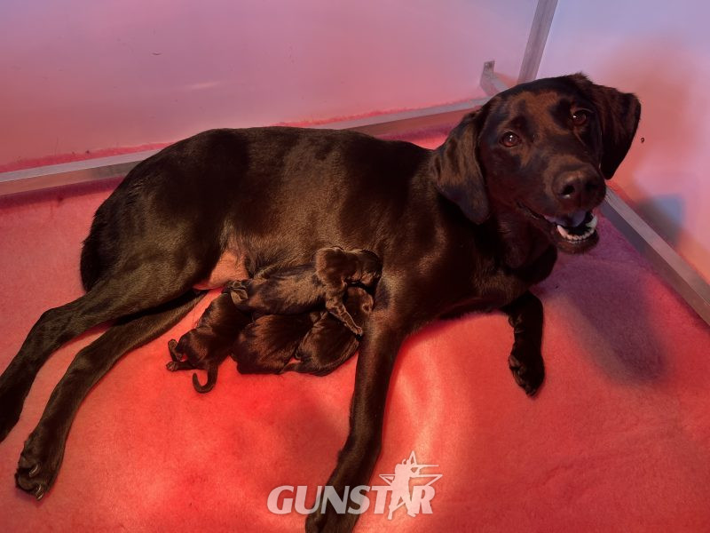 FULLY HEALTH TESTED FTCH LINE PUPS