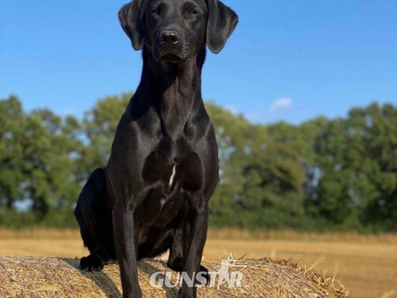 {CATEGORY} - FULLY HEALTH TESTED FTCH LINE PUPS in 