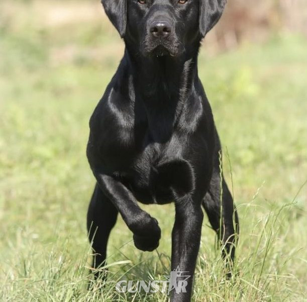 FULLY HEALTH TESTED FTCH LINE PUPS - {CATEGORY} in 