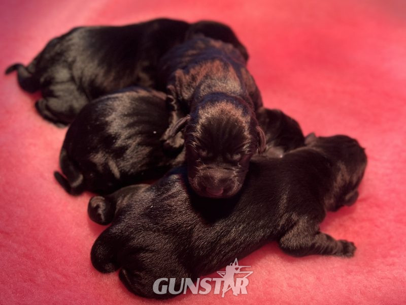 FULLY HEALTH TESTED FTCH LINE PUPS in 