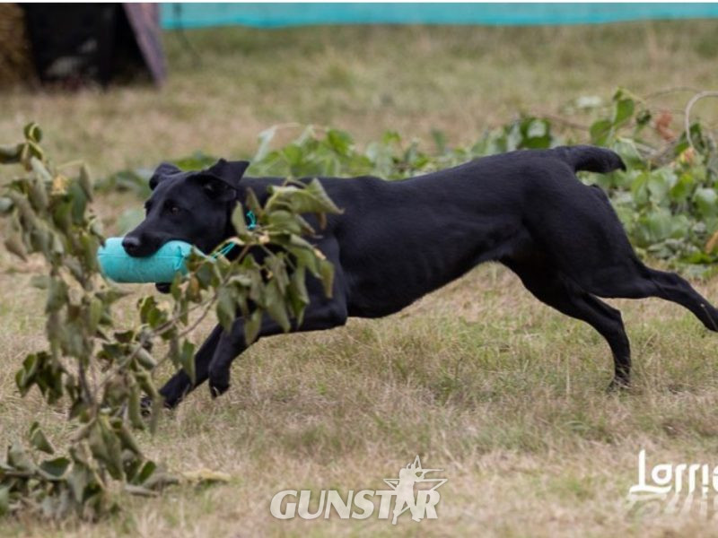  FULLY HEALTH TESTED FTCH LINE PUPS
