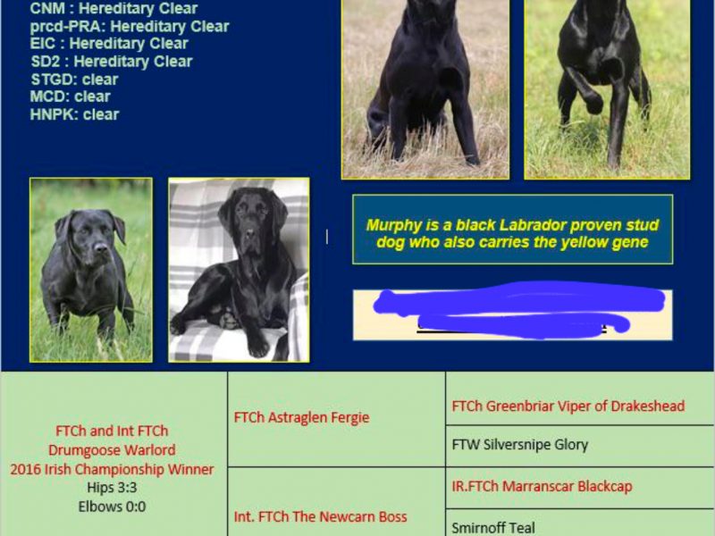 FULLY HEALTH TESTED FTCH LINE PUPS - {CATEGORY}