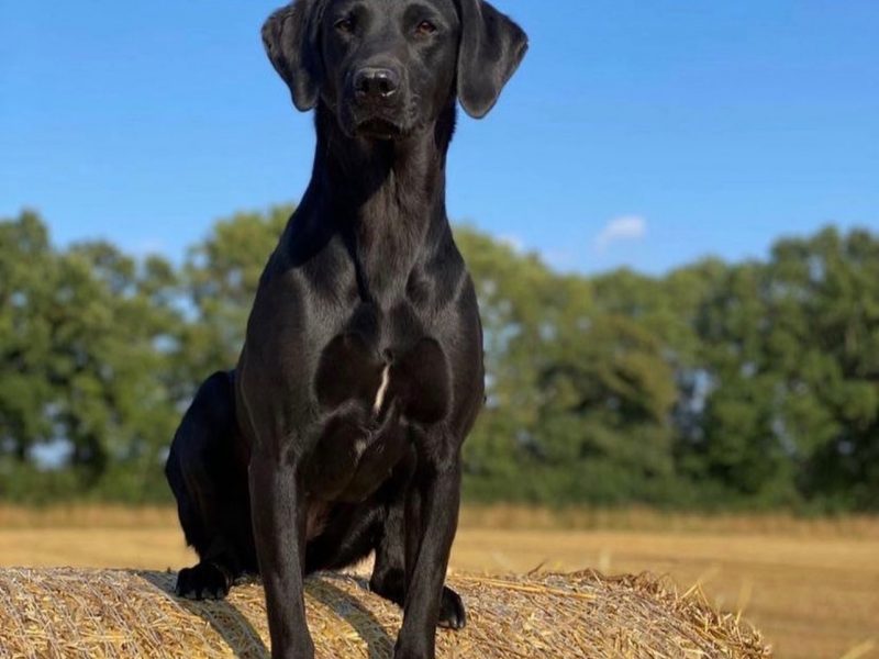 {CATEGORY} - FULLY HEALTH TESTED FTCH LINE PUPS in 