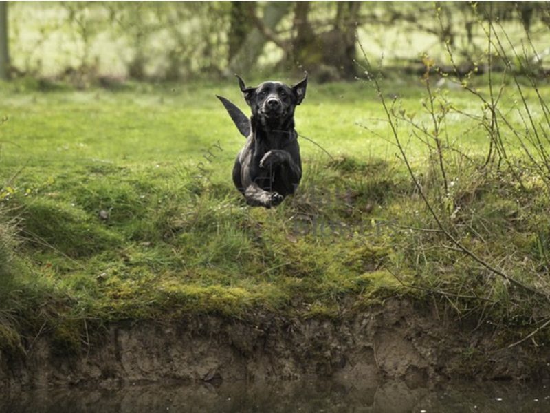 {CATEGORY} - FULLY HEALTH TESTED FTCH LINE PUPS