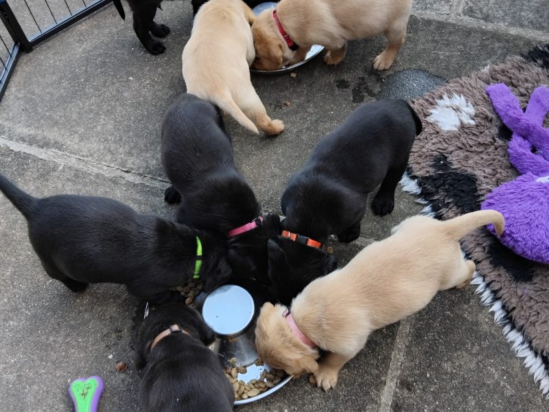 Stunning working Lab puppies FTCh - {CATEGORY} in 