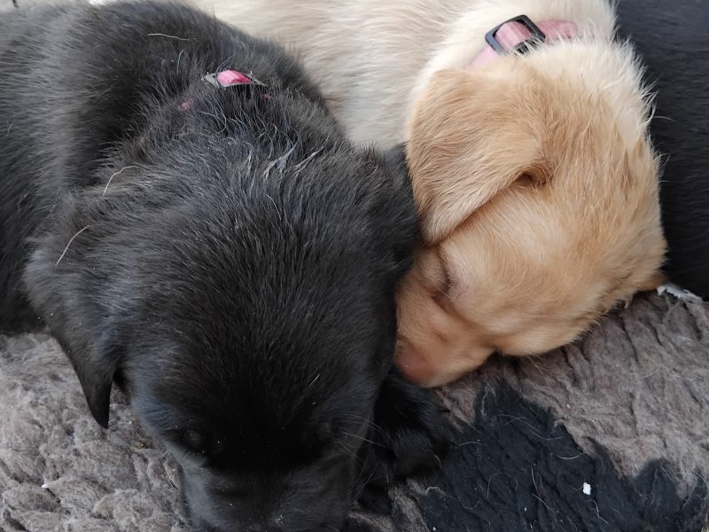 Stunning working Lab puppies FTCh - {CATEGORY}