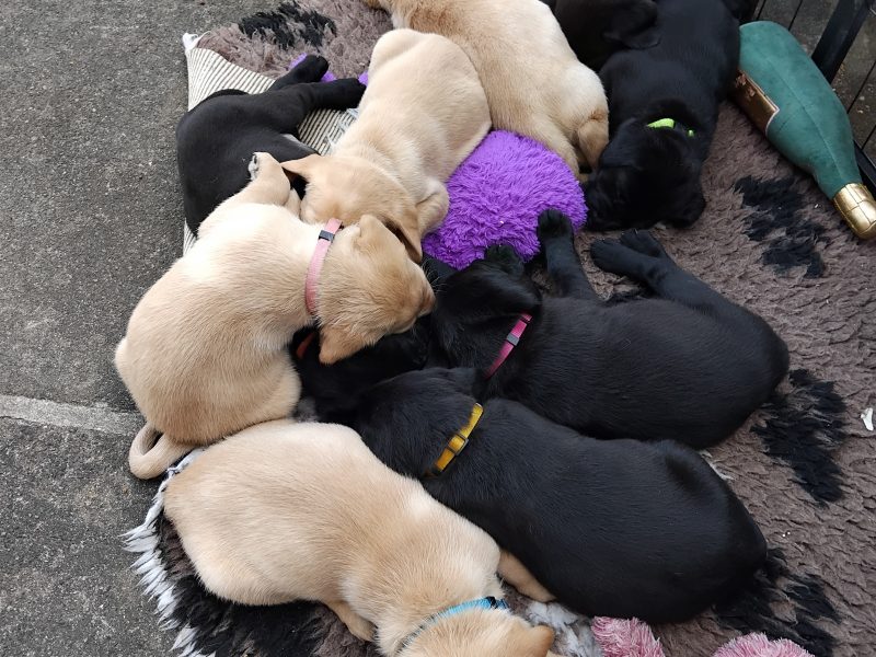 Stunning working Lab puppies FTCh 