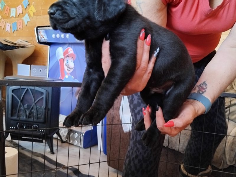 {CATEGORY} - Stunning working Lab puppies FTCh in 