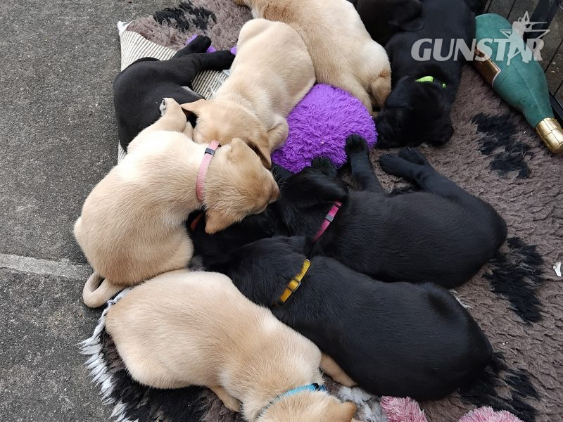 Stunning working Lab puppies FTCh 