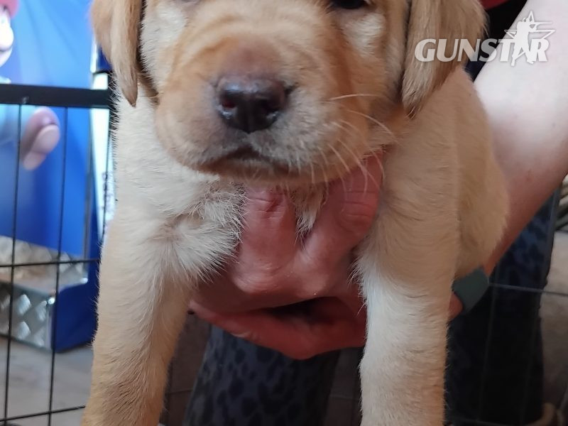  Stunning working Lab puppies FTCh