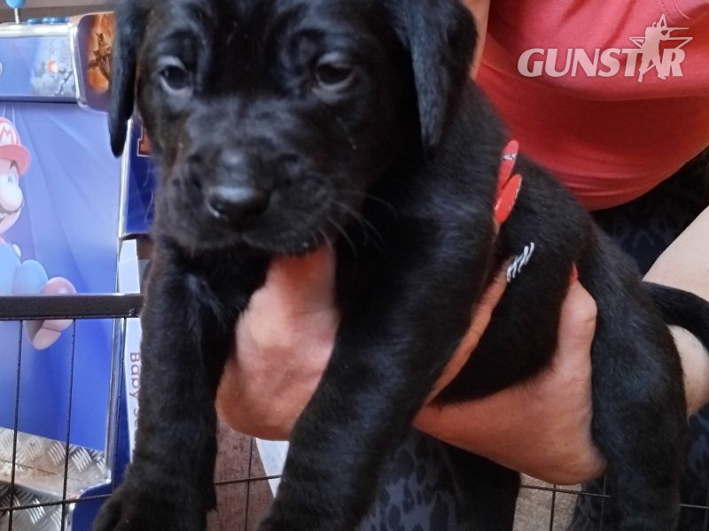 Stunning working Lab puppies FTCh in 