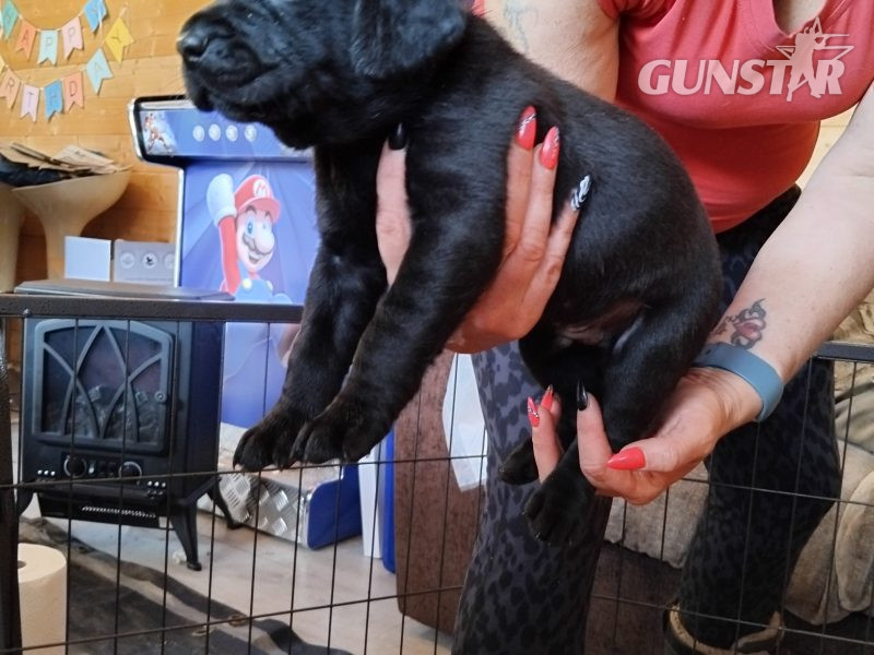 {CATEGORY} - Stunning working Lab puppies FTCh in 