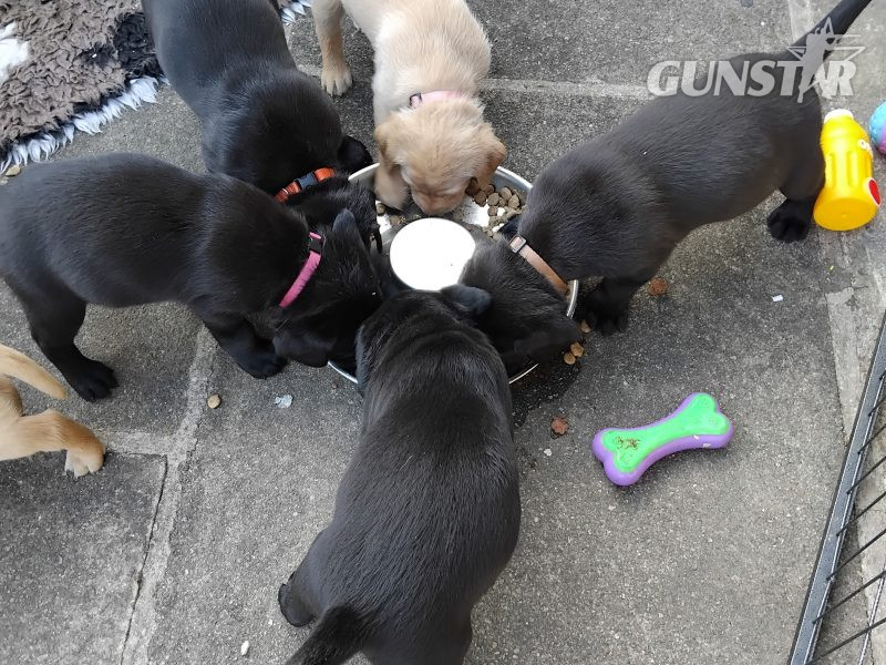 Stunning working Lab puppies FTCh