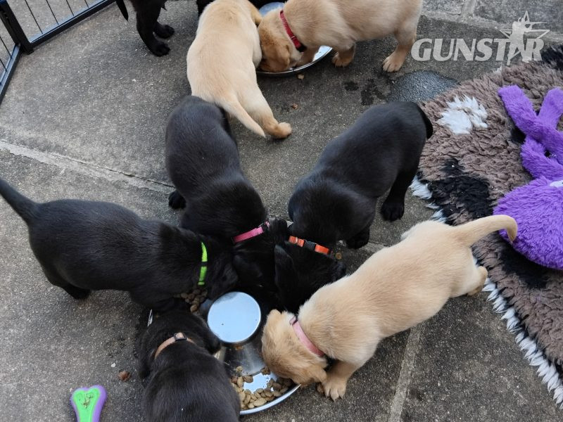 Stunning working Lab puppies FTCh - {CATEGORY} in 