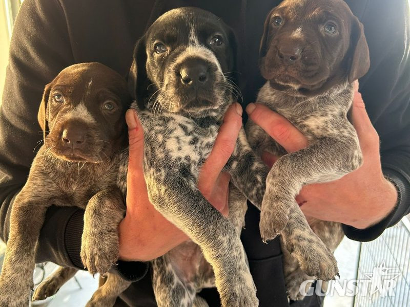 {CATEGORY} - German Shorthair Pointer KC registered in 