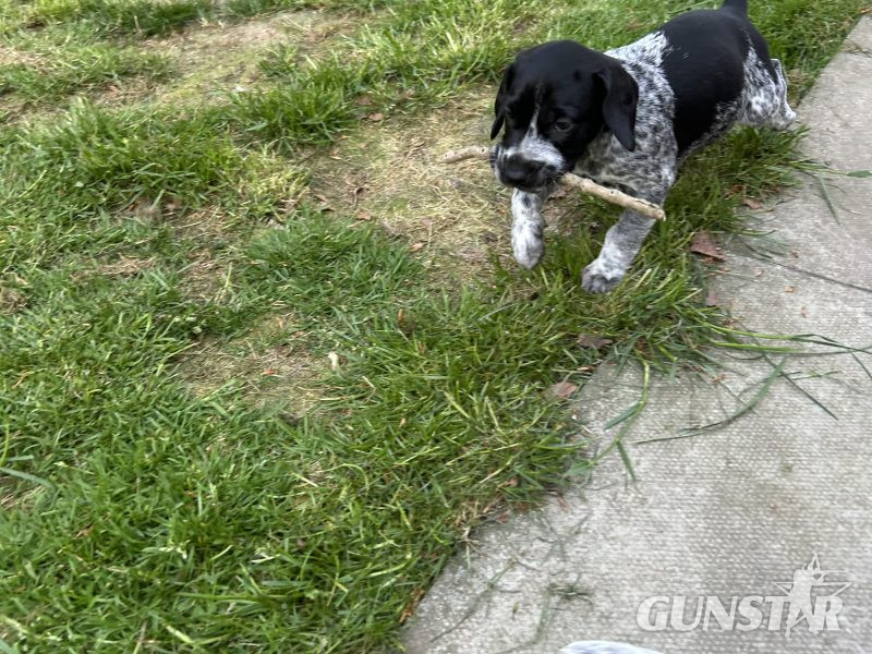 German Shorthair Pointer KC registered - {CATEGORY} in 