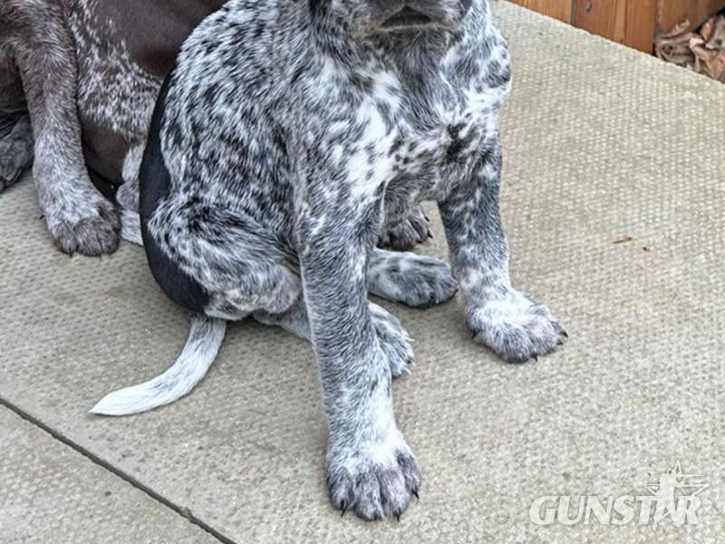 German Shorthair Pointer KC registered