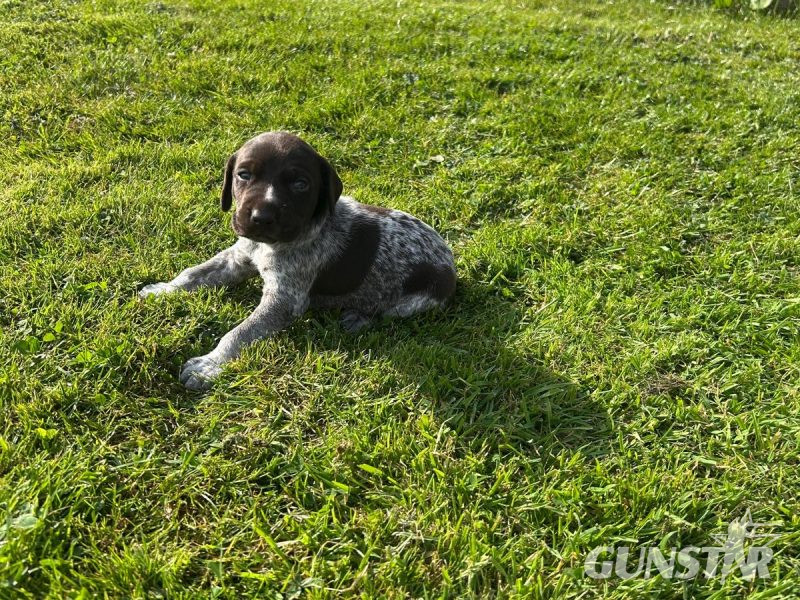 German Shorthair Pointer KC registered 