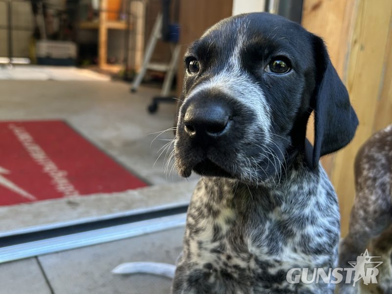 German Shorthair Pointer KC registered in 