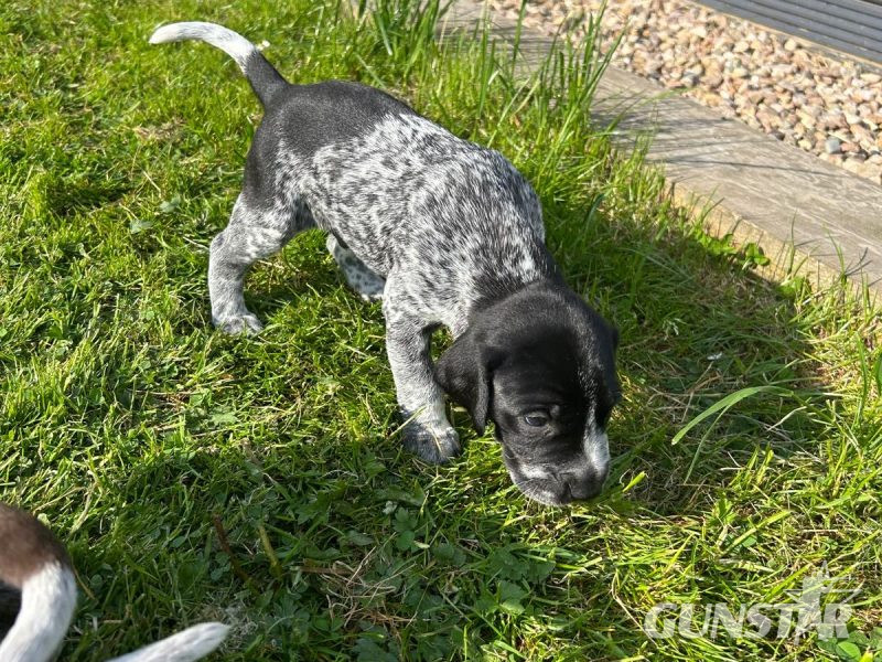 German Shorthair Pointer KC registered - {CATEGORY}