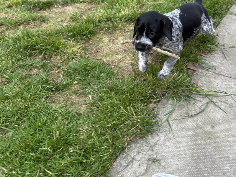 German Shorthair Pointer KC registered - {CATEGORY} in 