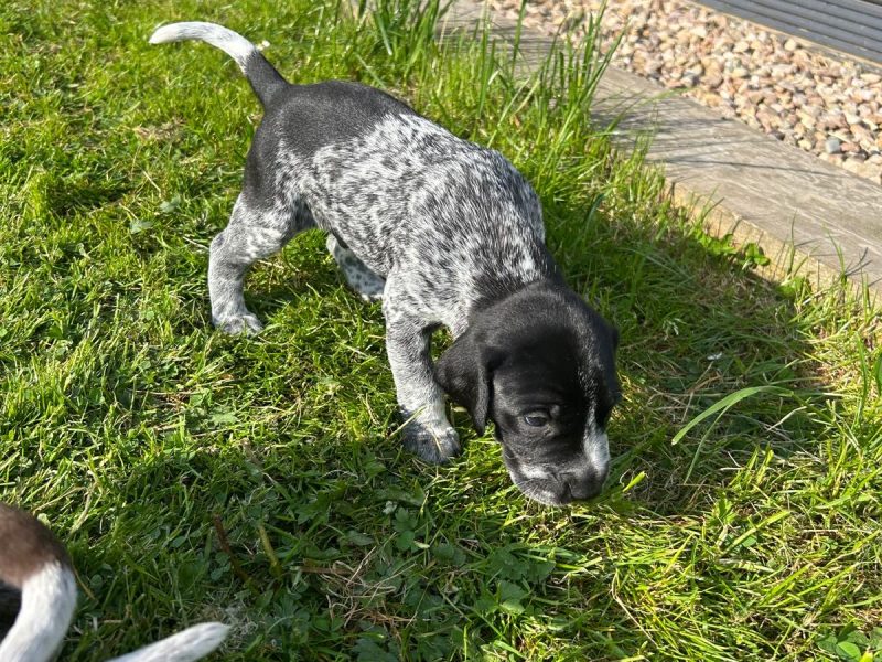 German Shorthair Pointer KC registered - {CATEGORY}