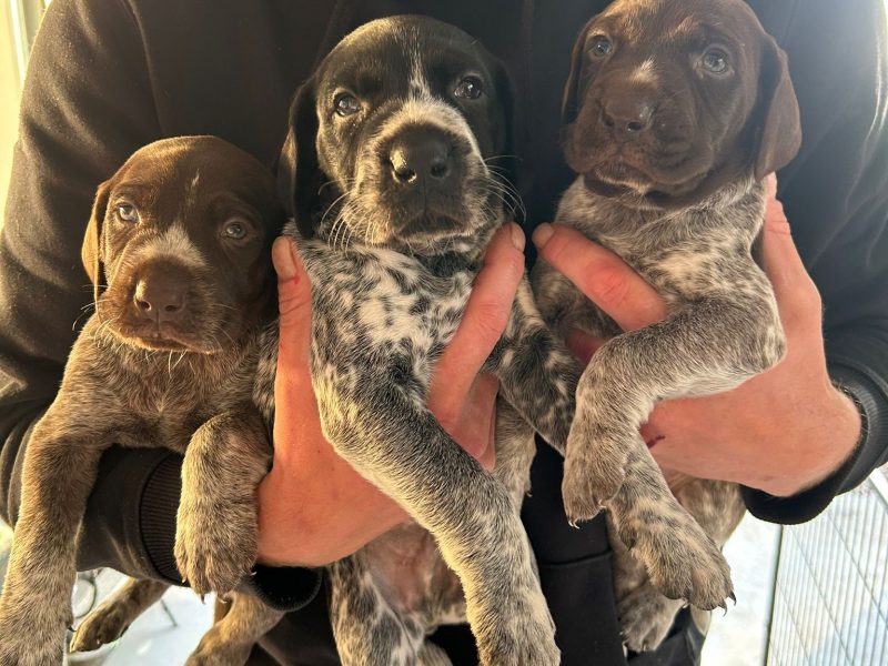 {CATEGORY} - German Shorthair Pointer KC registered in 