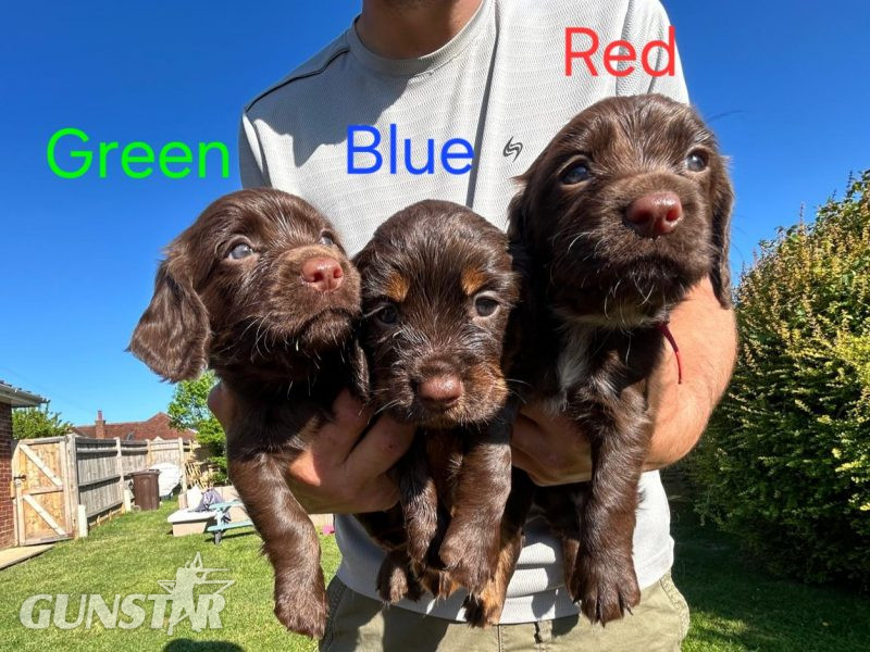 KC Registered Working Cocker Spaniel Puppies - {CATEGORY}