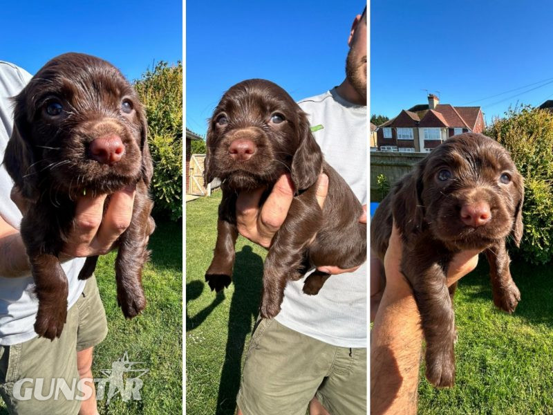  KC Registered Working Cocker Spaniel Puppies