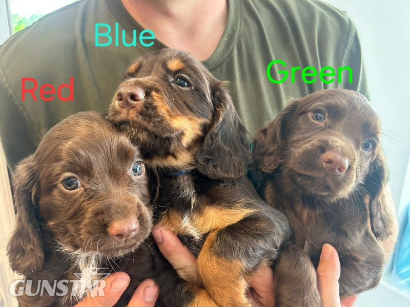 {CATEGORY} - KC Registered Working Cocker Spaniel Puppies in 
