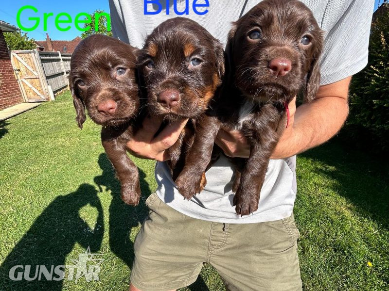 KC Registered Working Cocker Spaniel Puppies